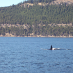 Our best whale picture