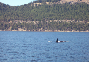 Our best whale picture